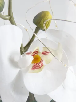 Hestia Glass Tube With Artificial Flower And 6 Led Lights 20cm -Rust-Oleum || d-c-fix || Harris Sales NFKA7 SQ3 0000000013 WHITE SLd1